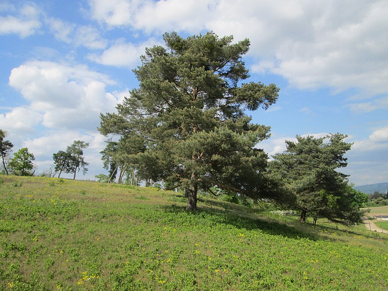 File:20190507Pinus sylvestris1.jpg