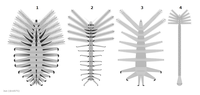 Luolishaniidae