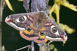 Pelēkais pāvacis (Saturnia pavonia)