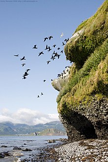 Kormorane auf der Insel Schumschu. Im Hintergrund ist die Insel Paramuschir zu sehen