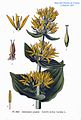 Gentiana lutea plate 220 in: A. Masclef: Atlas des plantes de France Paris (1891)