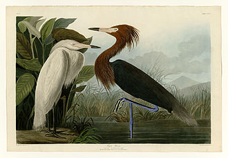 Plate 256, Purple Heron, of Pitt's digitized collection of Audubon's The Birds of America 256 Purple Heron.jpg