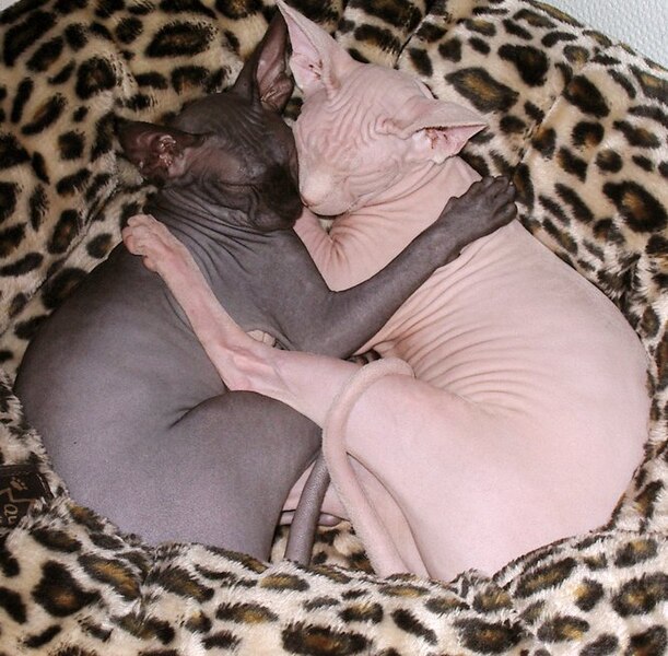 File:2 Sphynx cats sleeping together.jpg