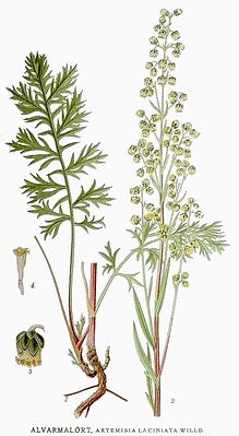 Schlitzblatt wormwood (Artemisia laciniata)