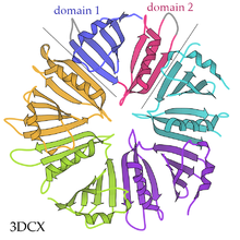 General structure of pentameric protein 5fold 2dom 3CDX ribbon.png