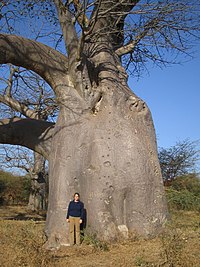 Baobab Afrykański