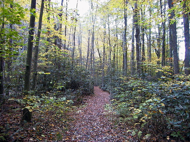 File:AUT 2575 ForestWander.JPG