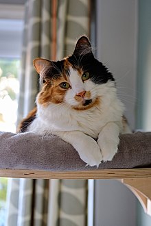 black and gray calico cat