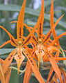 Kultivar Brassia 'Orange Delight'