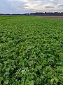 A cover crop of Tillage Radish in early November.jpg