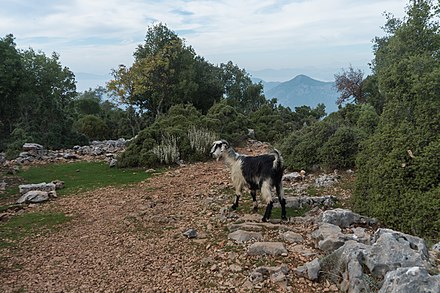 A fellow traveller near Kirme