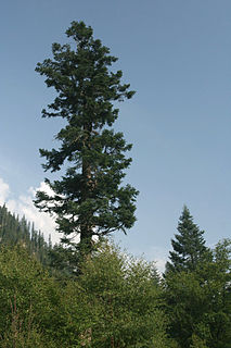 <i>Abies fargesii</i> Species of conifer