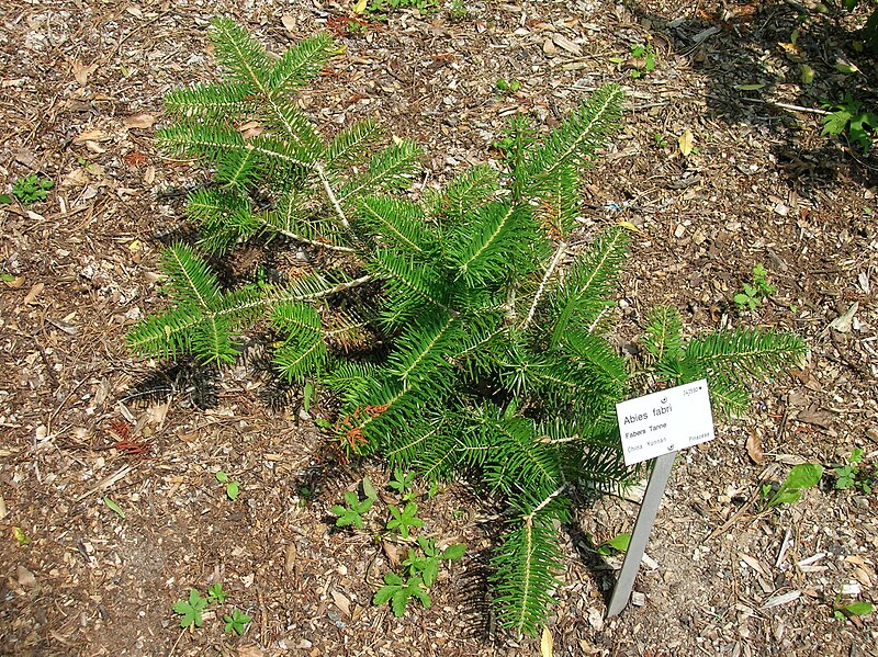 File:Abies holophylla (junges Exemplar), Ökologisch-Botanischen Garten in Bayreuth 01.jpg