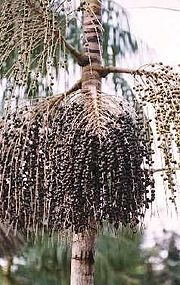 Açaí da Barra - Santo André em Santo André, SP, Açaí e Sucos Naturais