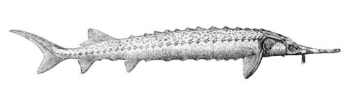 Acipenser stellatus