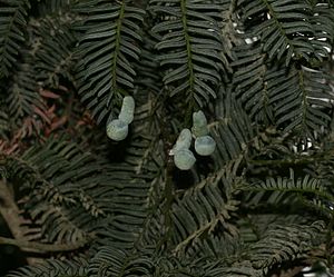 Acmopyle pancheri mit unreifen Samenzapfen, bereits deutlich sind das kugelförmige Epimatium und das längliche Podocarpium ausgebildet