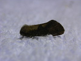 Acrolophus mora