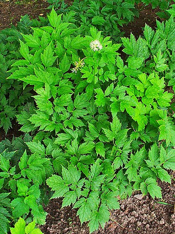 Habitus and leaves