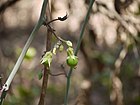 Adenia hondala (Gaertn.) W. J. de Wilde (8632033646).jpg