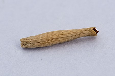 1cm seed