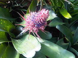 Szúrós lándzsarózsa (Aechmea fasciata)