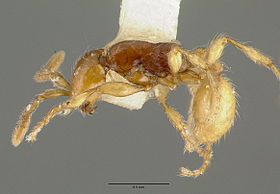 Aenictus ceylonicus