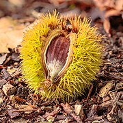 Castanea sativa (chestnut) - Close-up of mature fuit