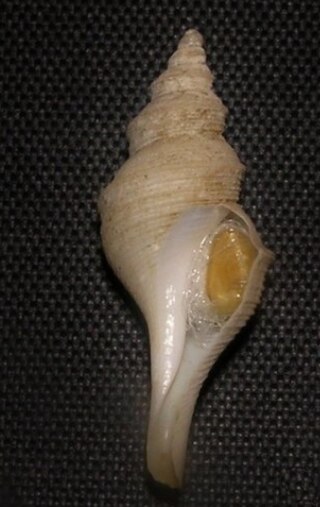 <i>Aforia goniodes</i> Species of gastropod