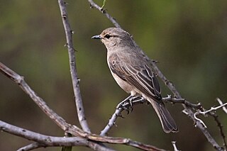 <span class="mw-page-title-main">African grey flycatcher</span> Species of bird