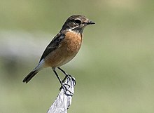 African stonechat Female.jpg