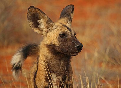 Wild dog in the Kalahari desert, South Africa