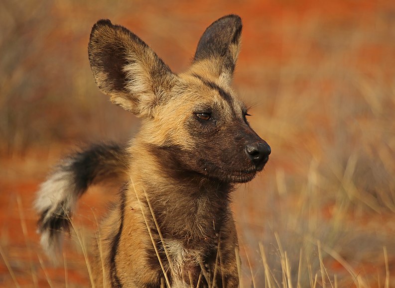 793px-African_wild_dog_%28Lycaon_pictus_pictus%29_head.jpg