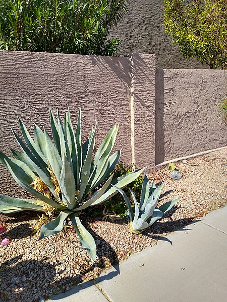 File:Agave Americana 2.jpg