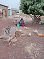 Aged woman raring Domestic animals in Northern Ghana