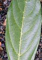 List Alangium villosum s domatii v paždí žilek