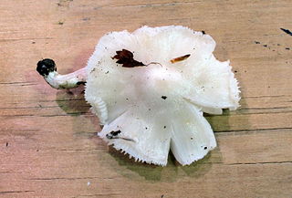 <i>Albomagister</i> Genus of fungi