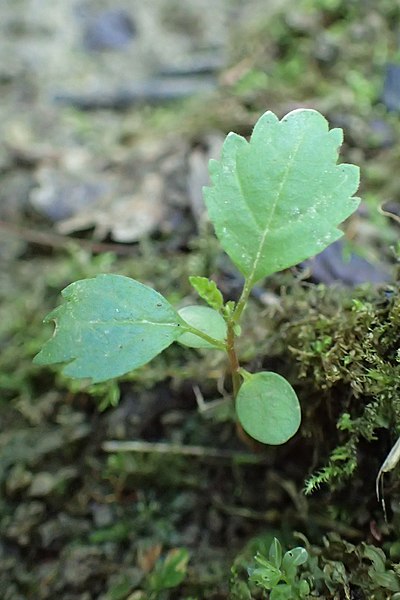 File:Alnus glutinosa kz17.jpg