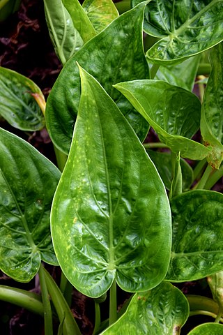 <i>Alocasia cucullata</i> Species of flowering plant