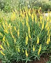 Aloe tenuior var tenuior - South Africa 3.JPG