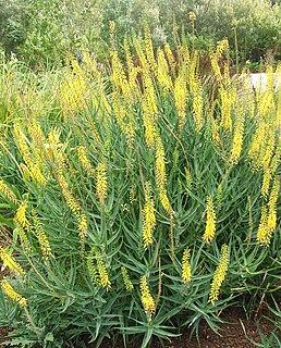 <i>Aloiampelos</i> Genus of succulent flowering plants