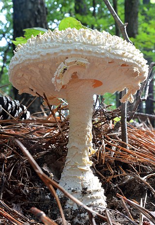 <i>Amanita ravenelii</i> Species of fungus