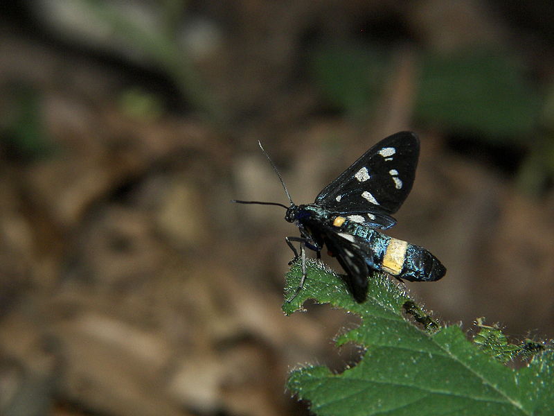 File:Amata Phegea (or Syntomis Phegea) - Aspromonte - Calabria.jpg