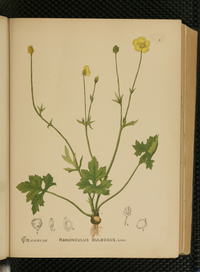 Ranunculus bulbosus