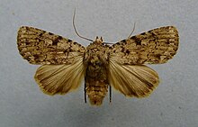 Amphipyra effusa.jpg