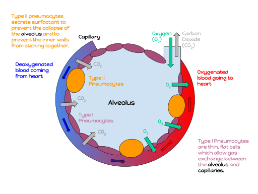 File:An annotated diagram of an alveolus.svg