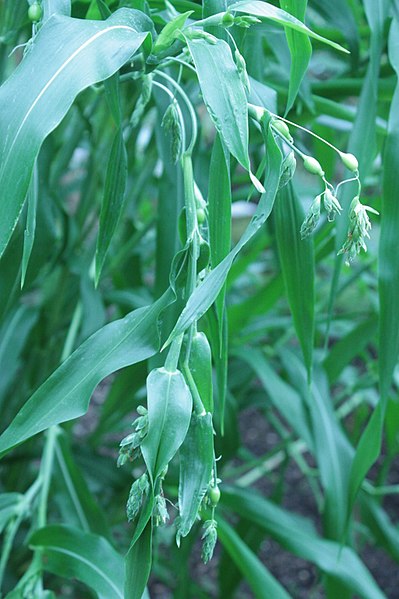 File:An unripened head of Job's Tears.jpg