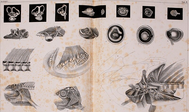 File:Anatomie des salmones (1845) (17983014210).jpg