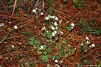 Androsace umbellata