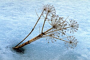 Angelica Archangelica in Þórsmörk in Winter, Iceland