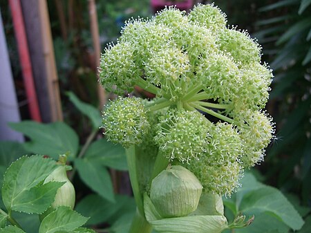 Angelica archangelica flower